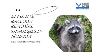 Effective Raccoon Removal Strategies in Houston