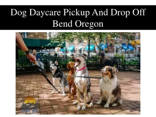 Dog Daycare Pickup And Drop Off Bend Oregon