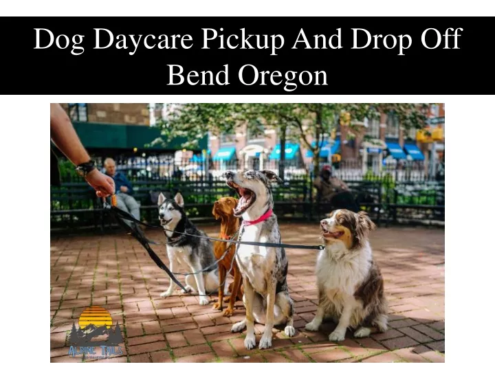dog daycare pickup and drop off bend oregon