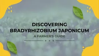 Bradyrhizobium Japonicum: Plant Partner