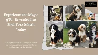 Experience the Magic of F1 Bernedoodles Find Your Match Today