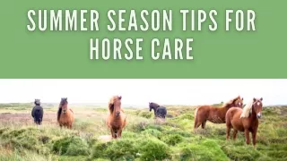 HORSE CARE TIPS IN THE SUMMER SEASON
