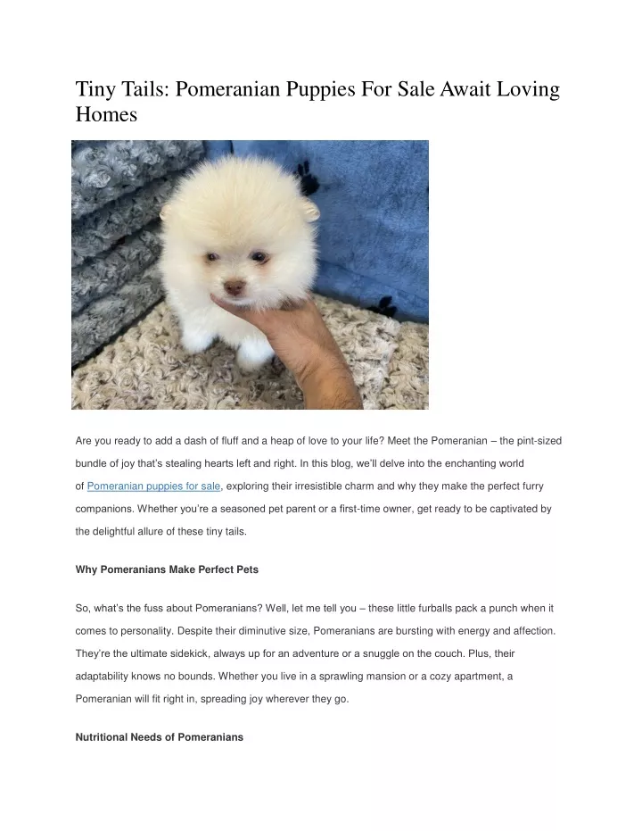 tiny tails pomeranian puppies for sale await