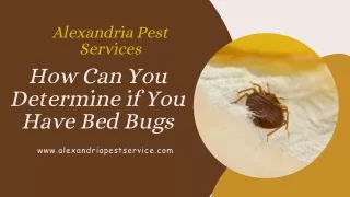 How Can You Determine if You Have Bed Bugs