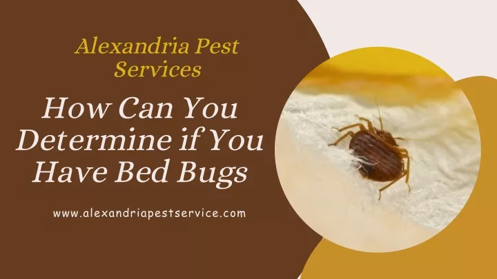 alexandria pest services