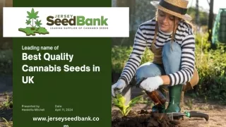 Best Quality Cannabis Seeds in UK - Jerseyseedbank