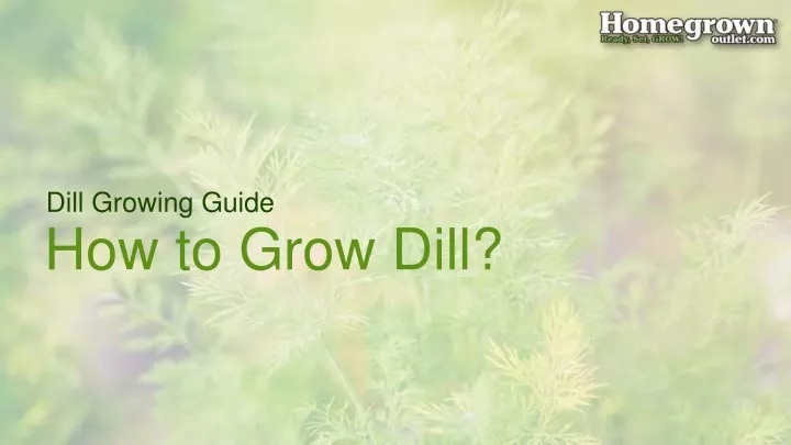 dill growing guide