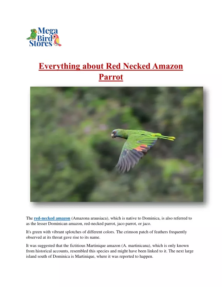 everything about red necked amazon parrot