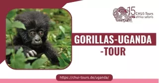 Chui-Tours: Unvergessliche Afrikanische Touren und Safaris
