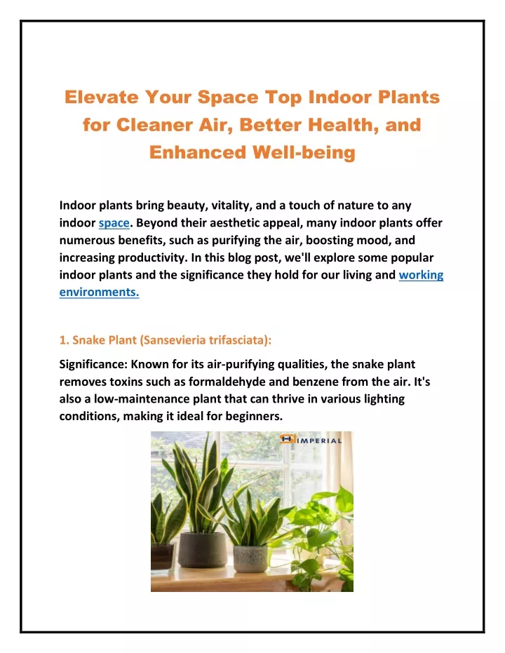 elevate your space top indoor plants for cleaner
