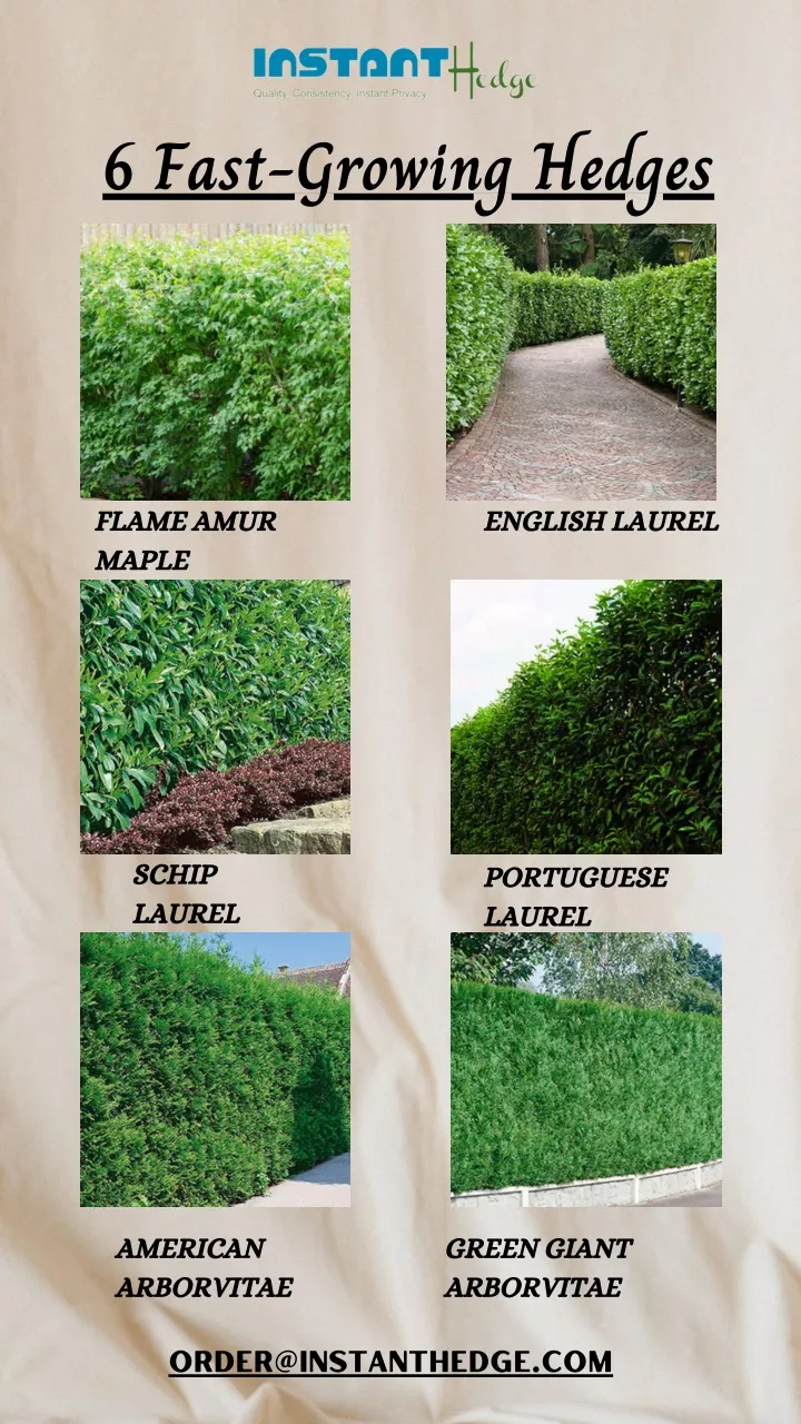 6 fast growing hedges