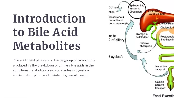 introduction to bile acid metabolites