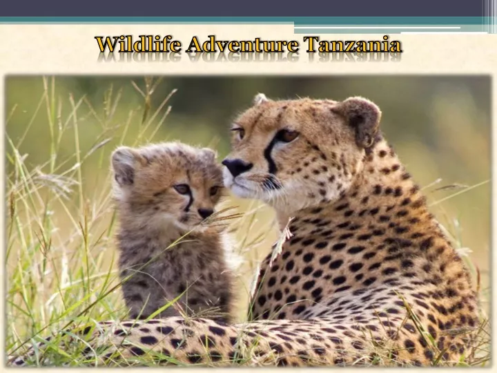 wildlife adventure tanzania