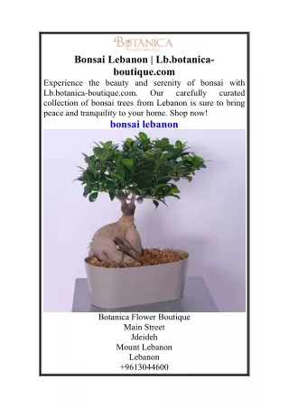 Bonsai Lebanon  Lb.botanica-boutique.com