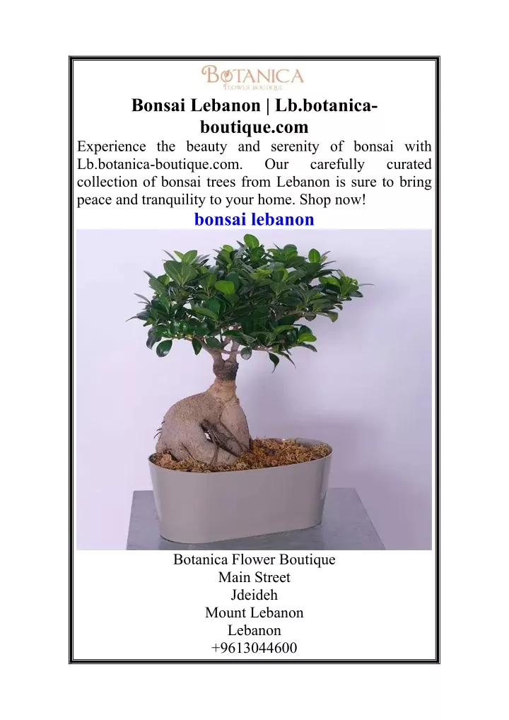bonsai lebanon lb botanica boutique