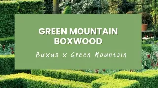 green mountain green mountain boxwood boxwood