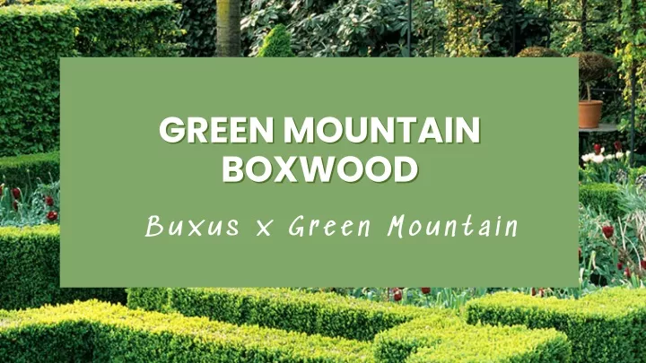 green mountain green mountain boxwood boxwood