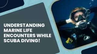 Understanding Marine Life Encounters While Scuba Diving!