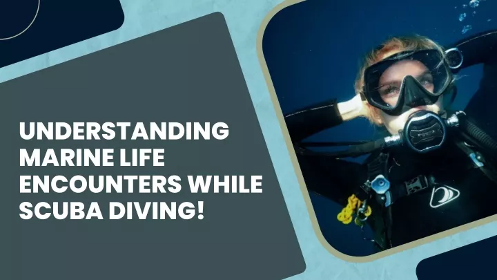 understanding marine life encounters while scuba