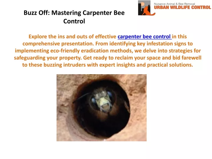 buzz off mastering carpenter bee control