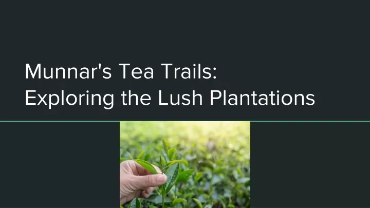 munnar s tea trails exploring the lush plantations