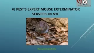 Vj Pest's Expert Mouse Exterminator Services in NYC