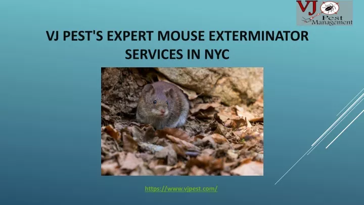 vj pest s expert mouse exterminator services in nyc