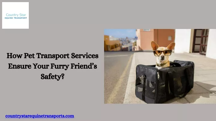 how pet transport services ensure your furry