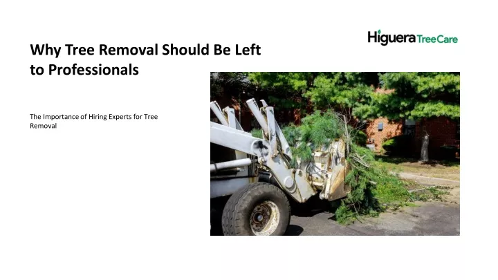 why tree removal should be left to professionals
