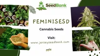 cannabis seeds for sale online