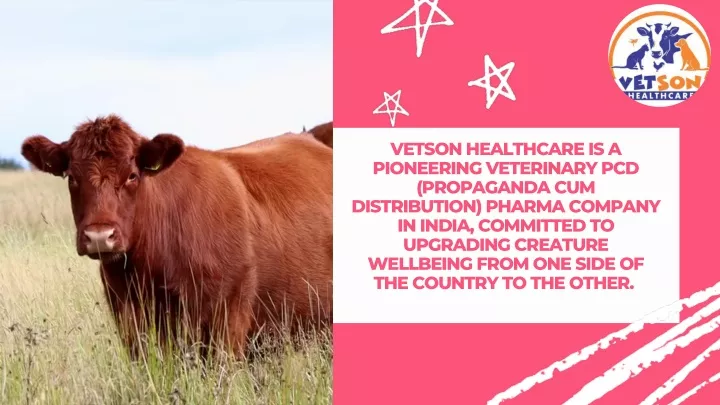 vetson healthcare is a pioneering veterinary