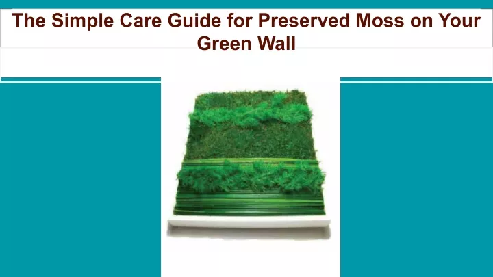 the simple care guide for preserved moss on your