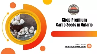 Shop Premium Garlic Seeds in Ontario - Healthy Cloves Garlic Company