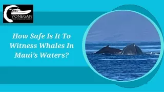 How Safe Is It To Witness Whales In Maui’s Waters