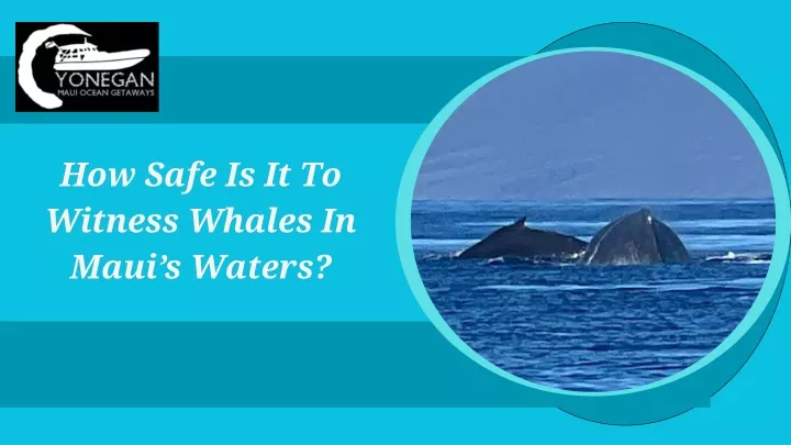 how safe is it to witness whales in maui s waters