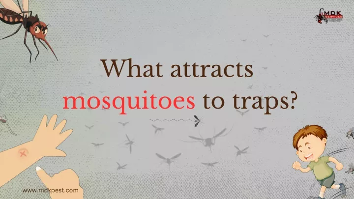 what attracts mosquitoes to traps