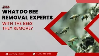 What do bee removal experts do with the bees they remove