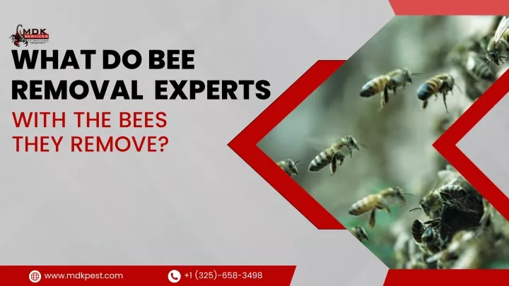 what do bee removal experts