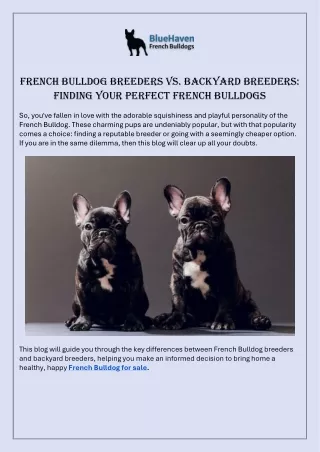 French Bulldog Breeders vs Backyard Breeders Finding Your Perfect French Bulldogs