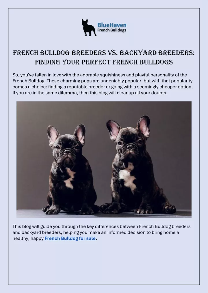 french bulldog breeders vs backyard breeders