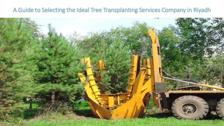 a guide to selecting the ideal tree transplanting