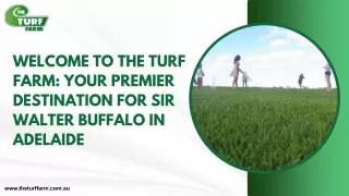 Sir Walter Buffalo Adelaide-The Turf Farm