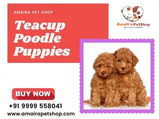 Amaira pet shop - Teacup Poodle Puppies | Poodle Dog Breeder