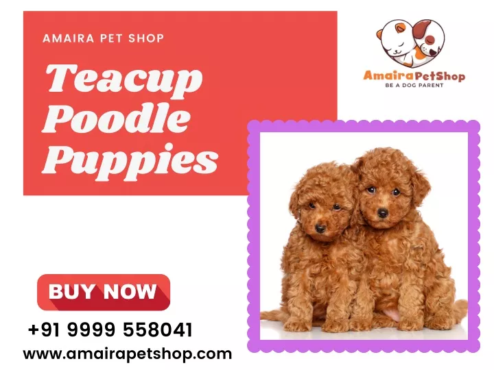amaira pet shop teacup poodle puppies