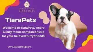 French Bulldog puppies for Sale Singapore