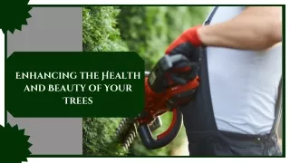 Discover the Art of Tree Trimming Services