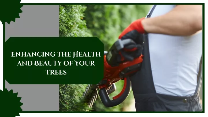 enhancing the health and beauty of your trees