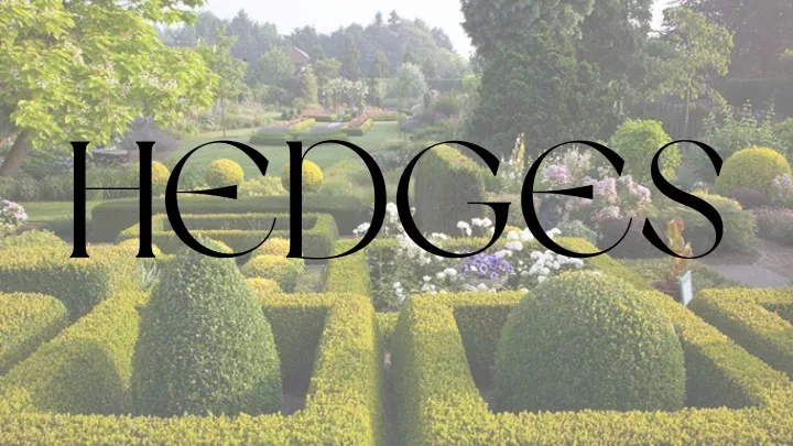 hedges