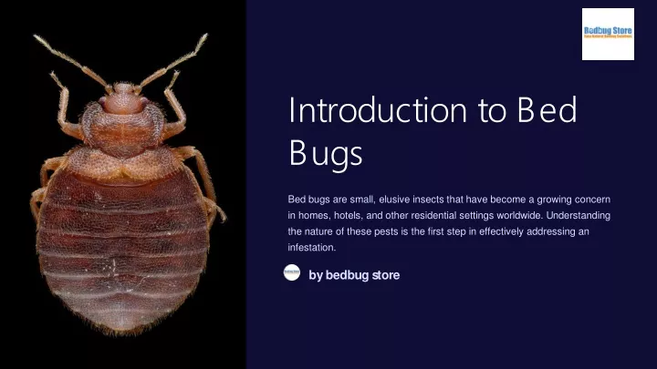 introduction to bed bugs
