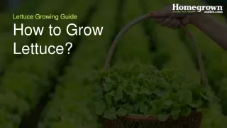 how to grow lettuce?